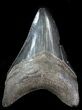 Serrated, Fossil Megalodon Tooth - Georgia #76515-2